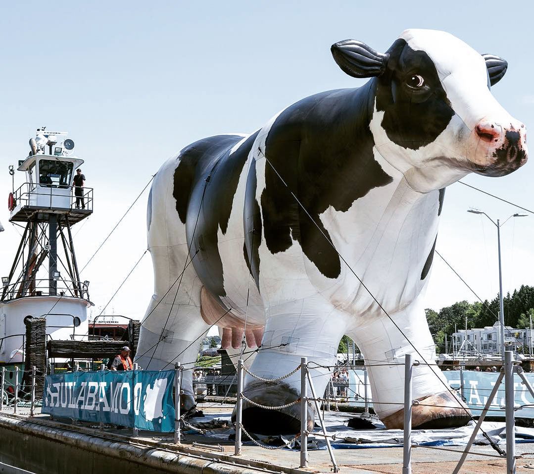 Giant Inflatable Cow Custom Inflatables