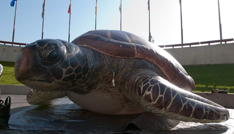 inflatable-sea-turtle-oceanic-rental-01.jpg