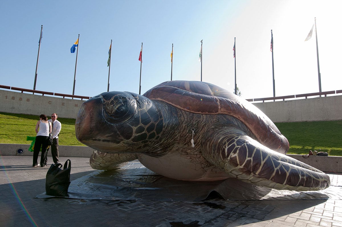 realistic-green-turtle